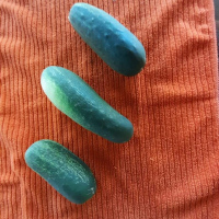 Cucumbers