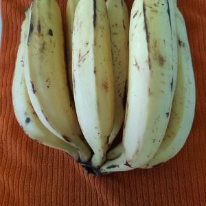 Plantains